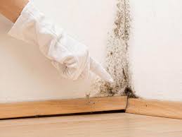 Reliable Holtville, AL Mold Removal Solutions